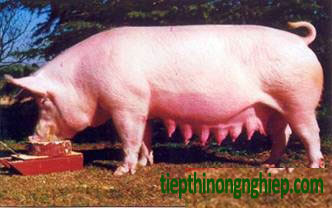 heo Yorshire cái, lợn cái Yorshire, cung cấp giống heo Yorshire